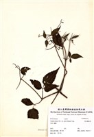 藏品(森氏鐵線蓮)的圖片